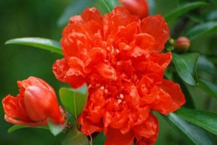 石榴树在开花时可能施肥盆栽的石榴树在开花的时侯可以施肥吗？