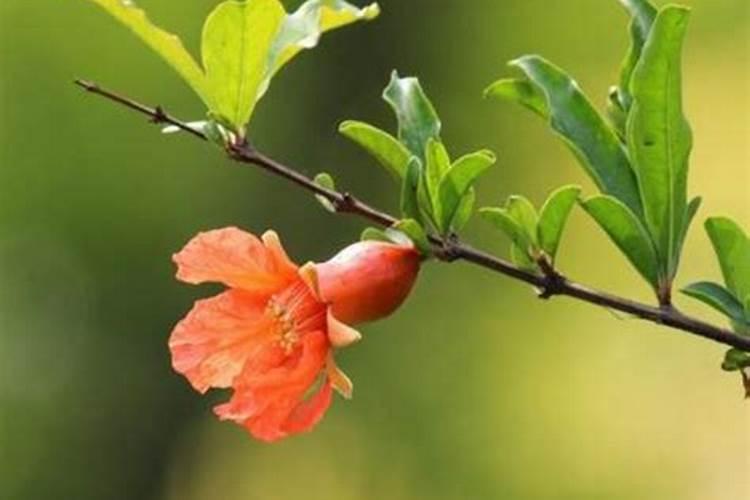 石榴树开花不多而且还没有做过就落了,有什么可以保花坐果的药物使用百 ...