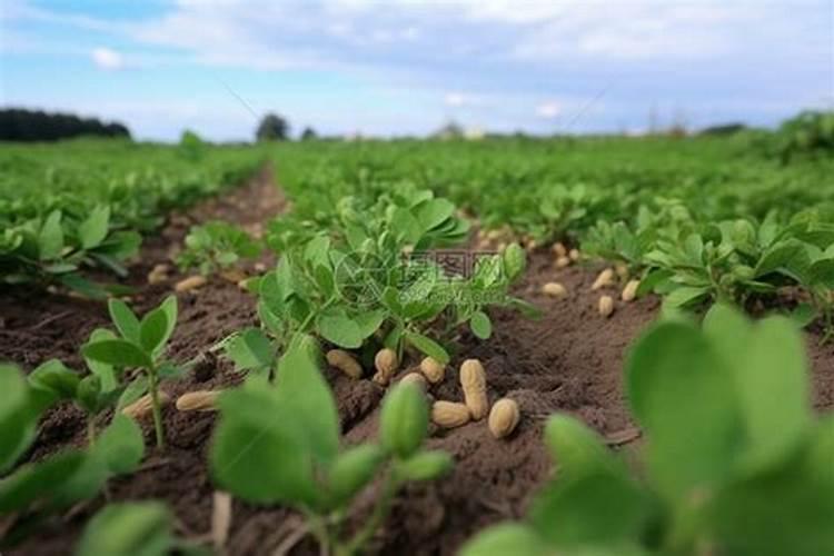 花生如何施肥,花生施肥技术和方法