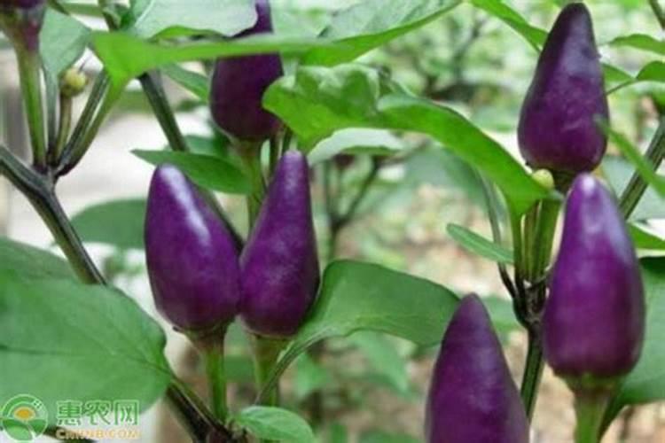 朝天椒自粉病用什么药