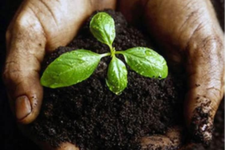 如何进行穗醋栗的土肥水管理？