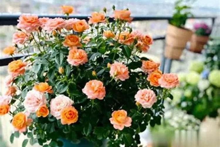 立秋后养花需要注意什么？