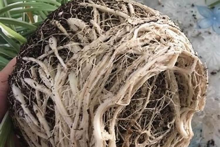 立秋后怎么养花