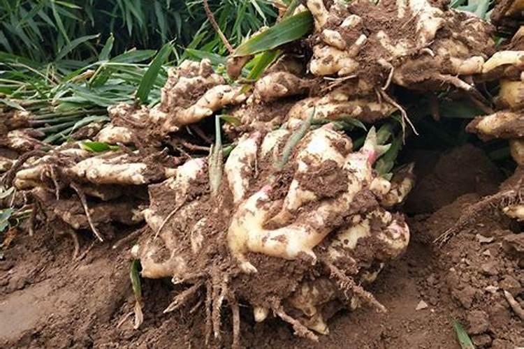 大姜种植小培土阶段可以用高氮水溶肥吗？