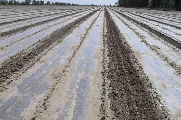 棉花的硼肥滴灌给棉花有用吗？