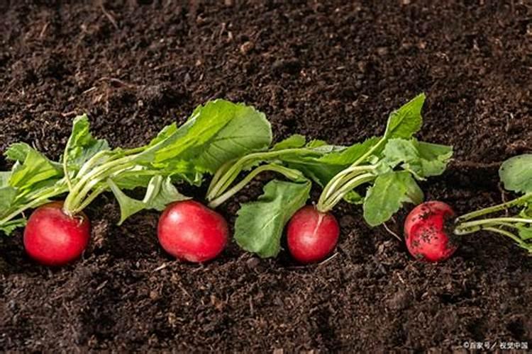 花生增产用什么药效果好