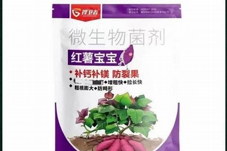 马尼拉草皮如何施肥