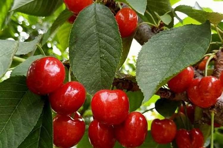 车厘子树苗怎样种植