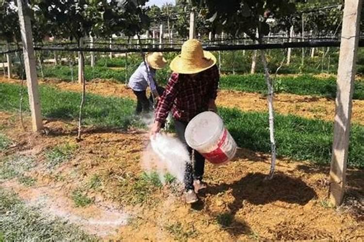 钼肥和硼肥可以一起用吗 注意事项有哪些