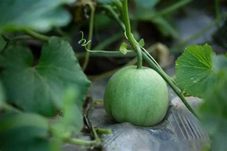 丝瓜放什么肥料才能开花结果