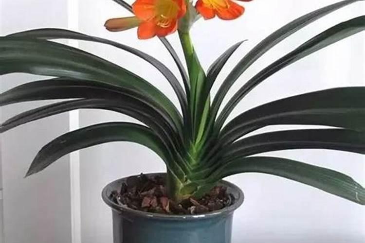 君子兰用什么肥料最好