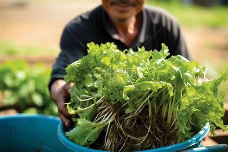 氯化钾是什么 是什么是什么