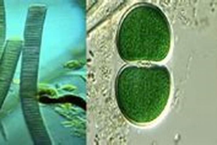 蓝藻爆发的原因有哪些该如何治理