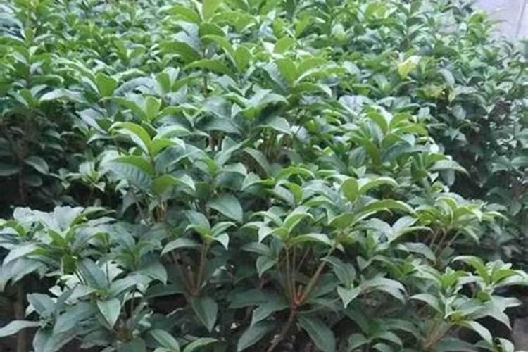 种玉米底肥用什么复合肥好