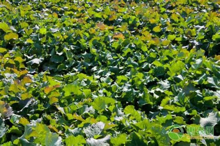 油菜苗子什么时间上合适施肥