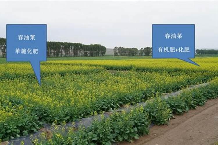 菜籽播种时啥肥料好