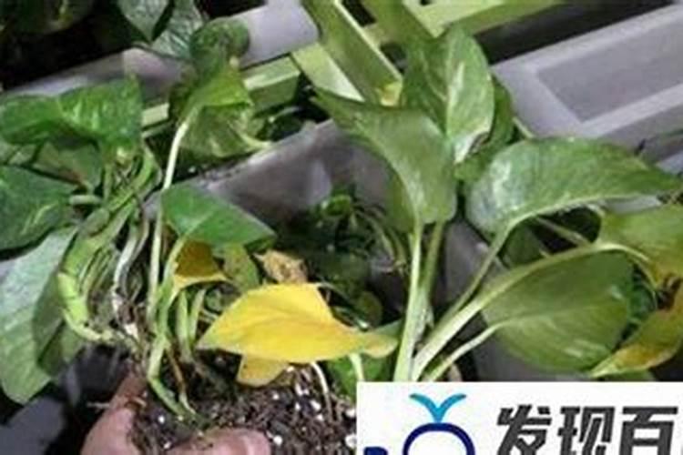 西红柿打什么叶面肥好