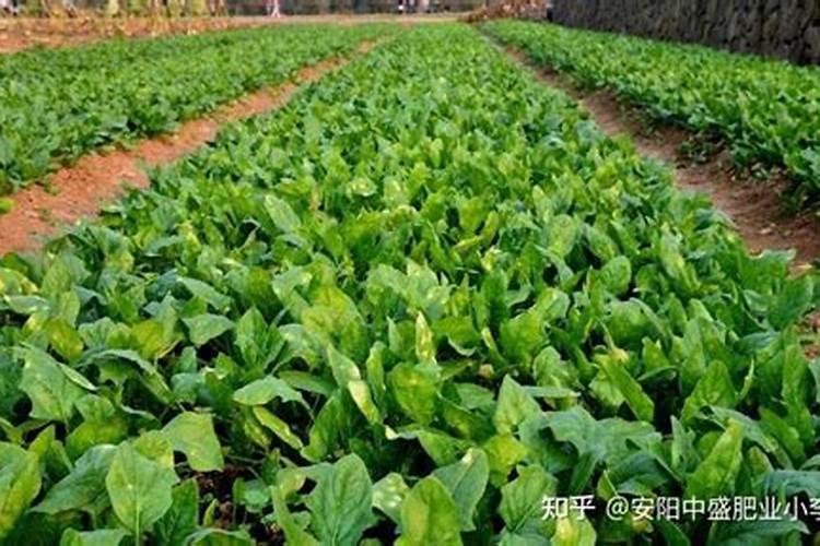 蔬菜怎样施用锌肥？