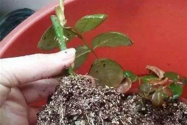 番茄处于开花期适合施加哪种叶面肥？