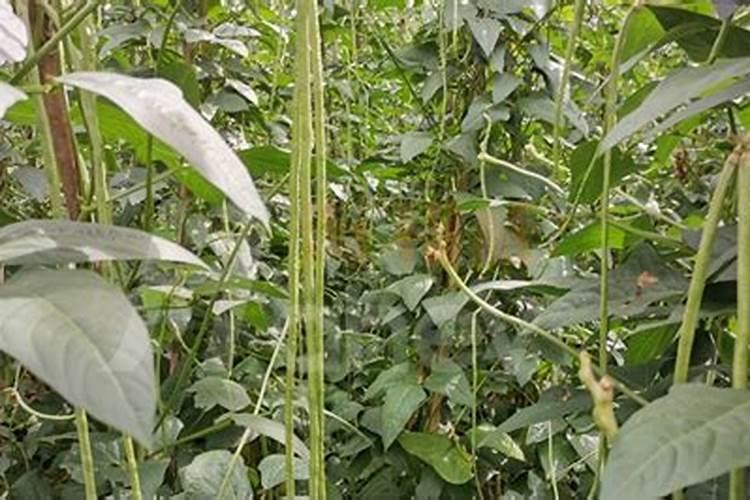 豆角用什么肥料效果好(种植豆角结果期需要什么叶面肥)
