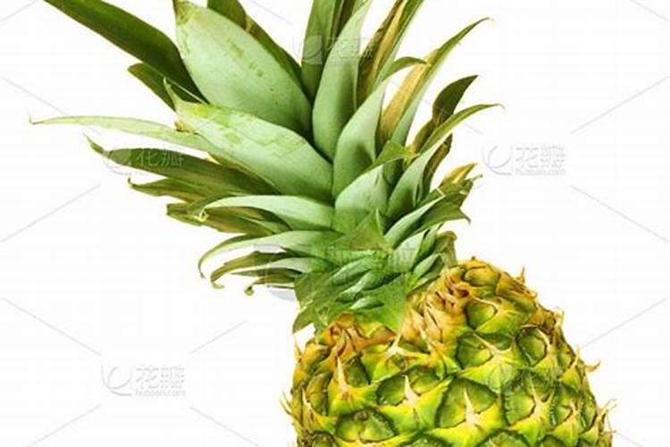 菠萝皮能当花肥吗