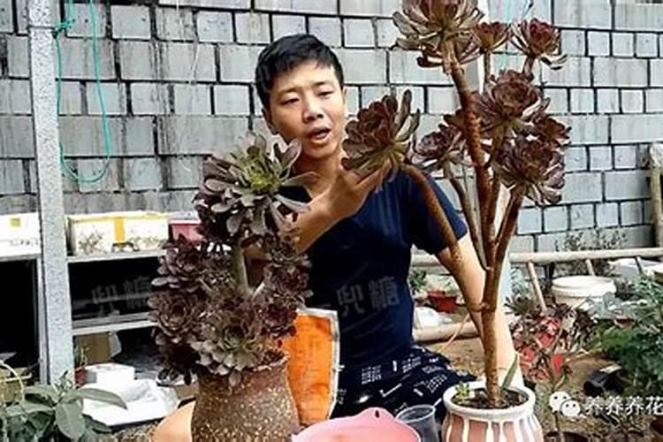 芸苔素、磷酸二氢钾、尿素可以和麦乐丰、多菌灵同时施用吗？