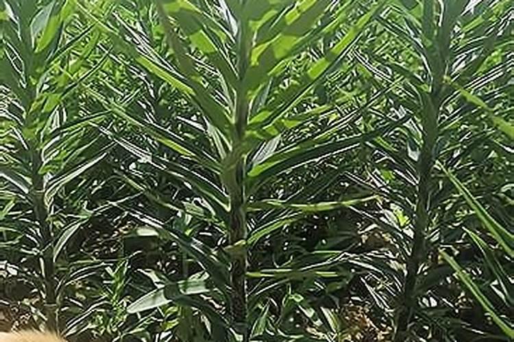 氯化钾、硫酸钾、硝酸钾、磷酸二氢钾都是钾肥,农民如何用才好？