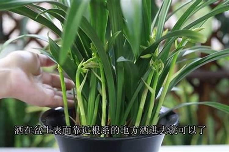 磷酸二氢钾使用方法兰花