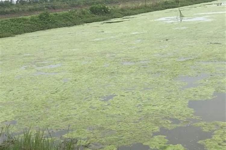 养殖池塘青苔多如何处理,养殖塘有青苔怎么办