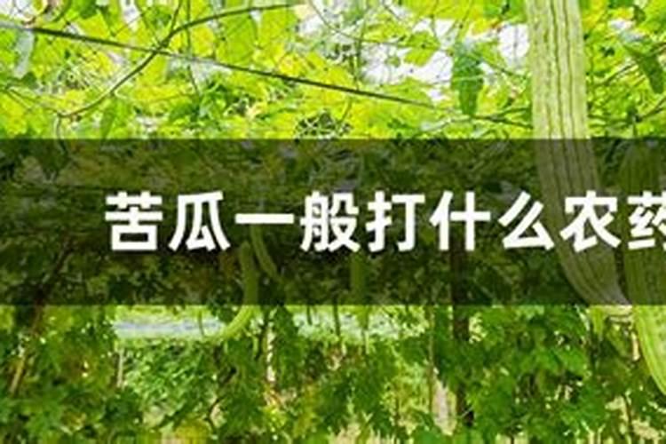 大棚苦瓜用什么药可以多结瓜