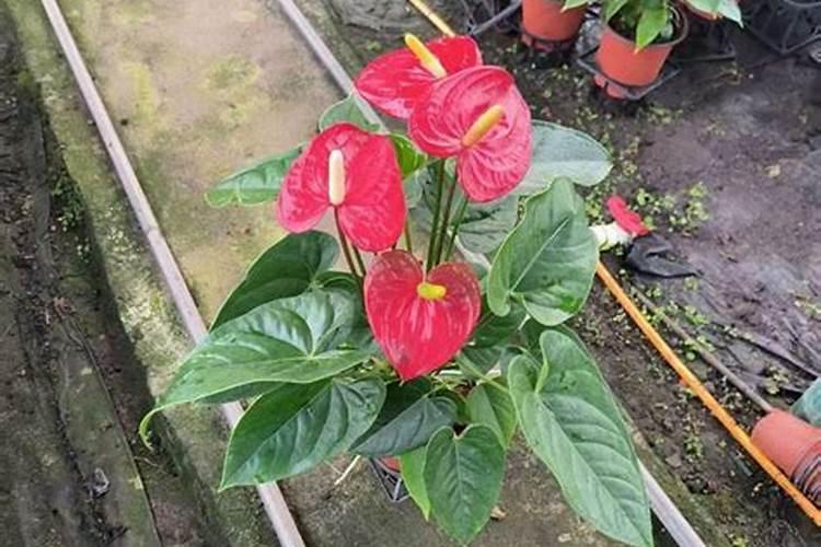 红掌花浇什么肥料合适