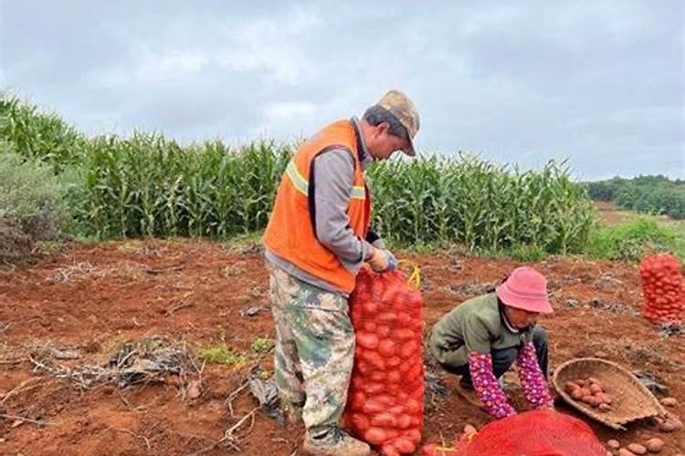 安吉白茶采摘后的工作茶园修剪