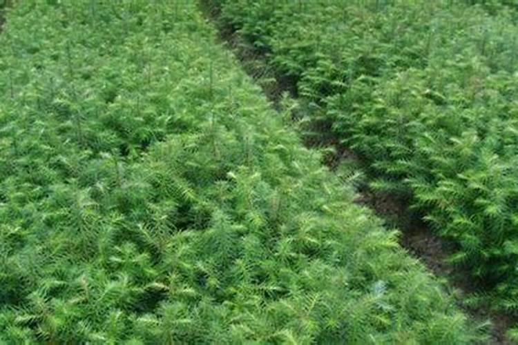 杉木苗怎样管理