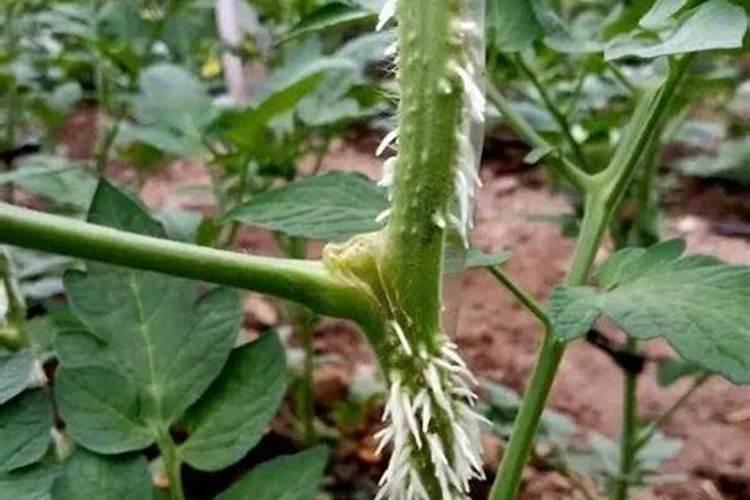 枇杷施肥时间和管理枇杷施肥时间和管理技术