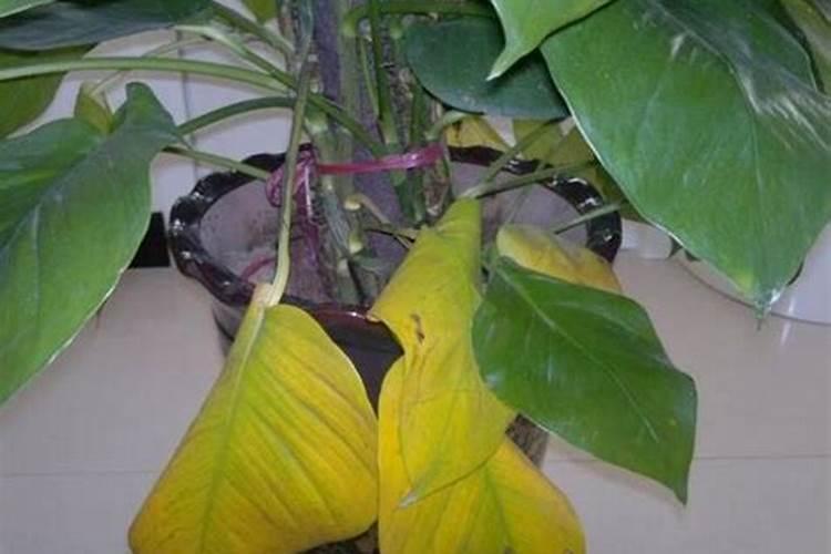 花多多1号和奥绿5号对月季有什么作用？