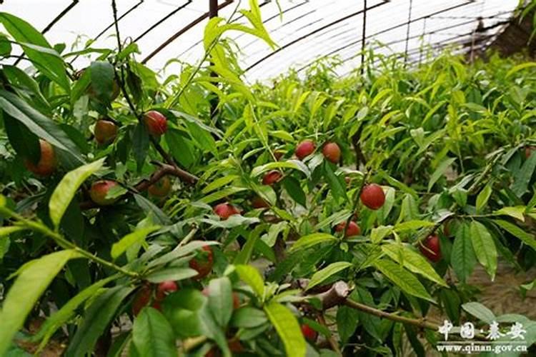 蔬菜晚上施肥好还是早上施肥好