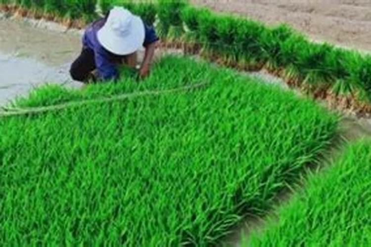 天丰优31栽培技术要点