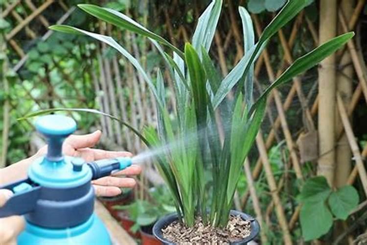 磷酸二氢钾怎么给兰花施肥