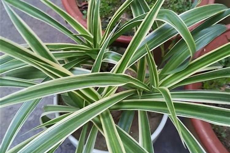 养的花,就长叶子,不开花,请问是怎么回事？缺什么肥料