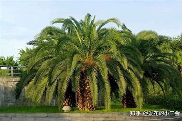 给铁树施肥的注意事项