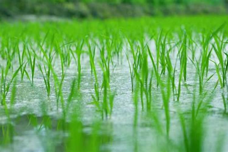 什么时间给水稻打药好