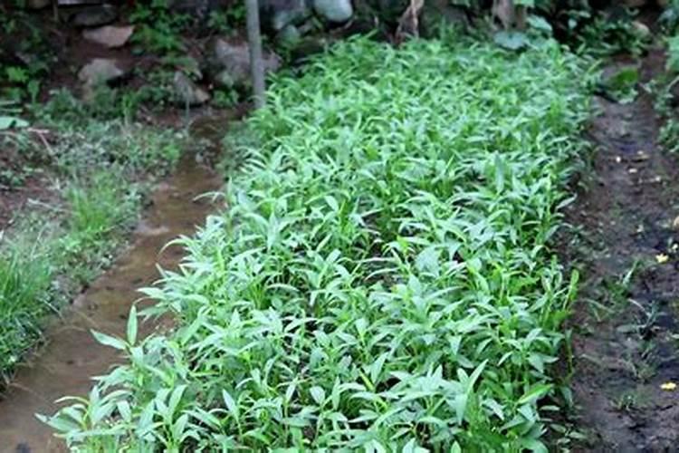磷肥有哪些种类与用途