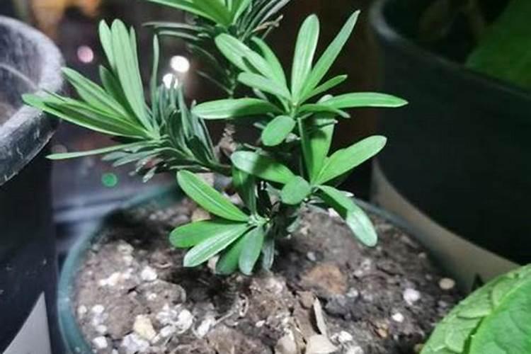 罗汉松老枝扦插方法