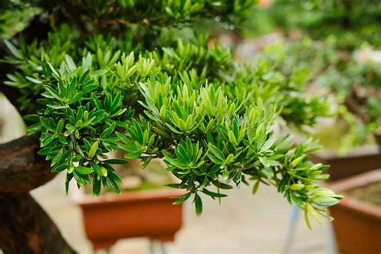 罗汉松盆景的扦插与服盆养护