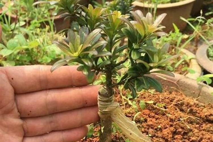 罗汉松几月份扦插最好