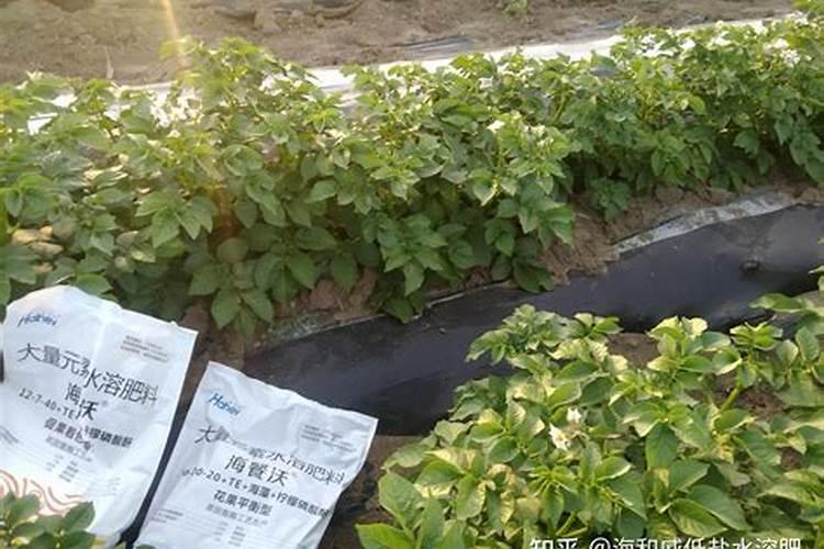 玉米被水淹黄怎么办玉米叶面肥有哪些好