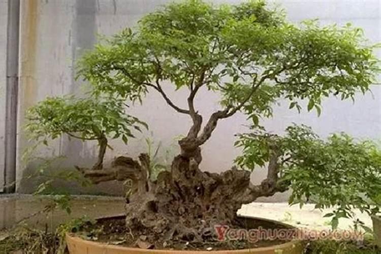 红继木下山桩怎么养护