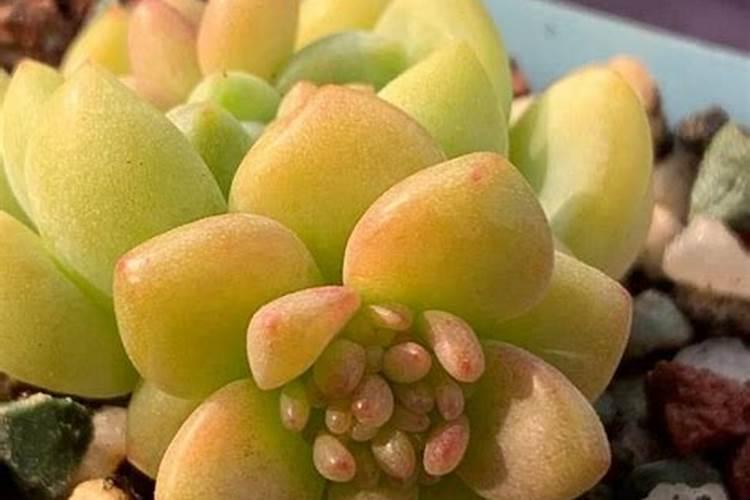 多肉浇叶面肥可以吗？