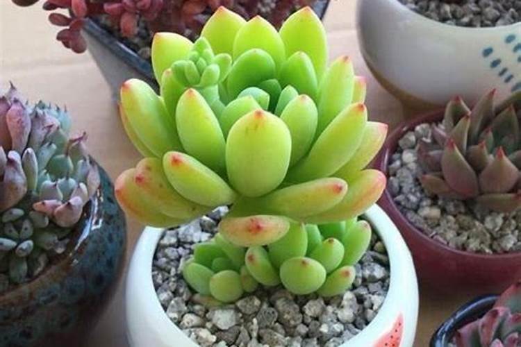 多肉浇叶面肥可以吗？