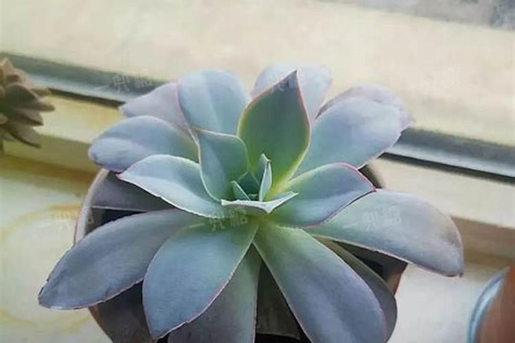 多肉黄丽为什么老烂根